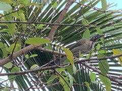Philemon buceroides yorki