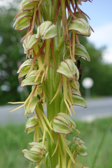 Orchis anthropophora