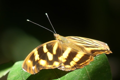 Herona marathus