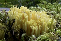 Ramaria cystidiophora