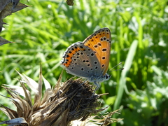 Lycaena thersamon