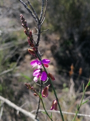 Polygala garcinii