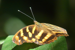 Herona marathus