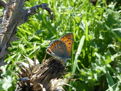 Lycaena thersamon