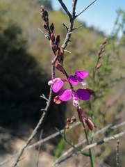 Polygala garcinii