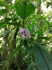 Dichorisandra hexandra