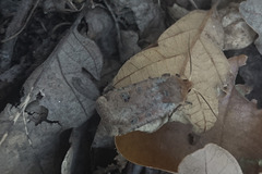 Conistra erythrocephala