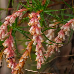 Dracophyllum secundum