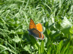 Lycaena thersamon