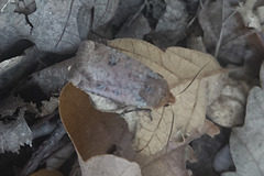 Conistra erythrocephala