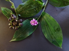 Dichorisandra hexandra