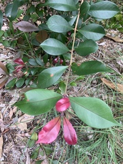 Syzygium australe