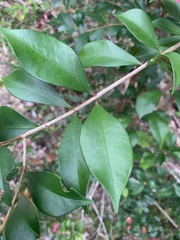 Syzygium australe