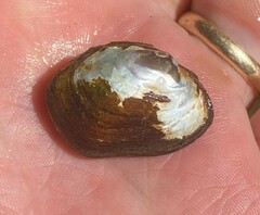 Toxolasma cylindrellum