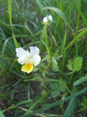 Bracteolatae