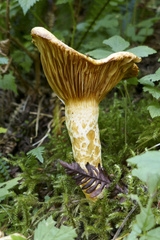 Lactarius scrobiculatus