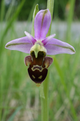 Ophrys scolopax