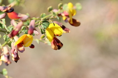 Bossiaea