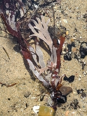 Jellyella tuberculata