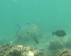 Caranx