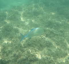 Caranx
