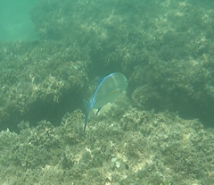 Caranx