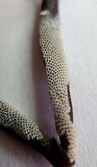 Jellyella tuberculata