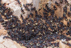 Dolichoderus doriae