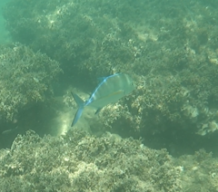 Caranx