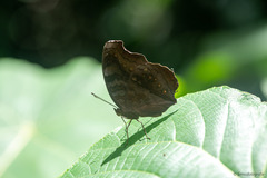 Junonia hedonia