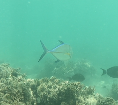 Caranx