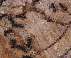 Dolichoderus doriae