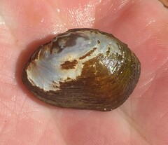 Toxolasma cylindrellum