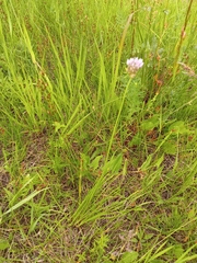 Allium angulosum