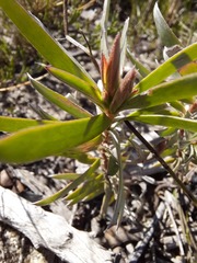 Leucadendron