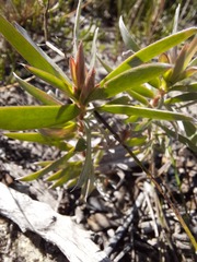 Leucadendron