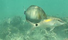 Acanthurus