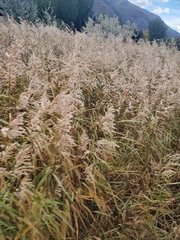 Phragmites australis