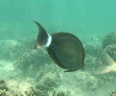 Acanthurus