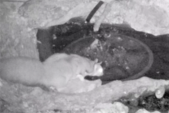 Petaurus norfolcensis