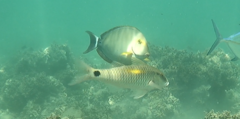 Acanthurus
