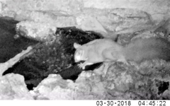 Petaurus norfolcensis