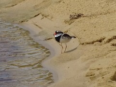 Elseyornis melanops