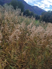 Phragmites australis