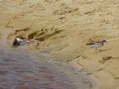 Elseyornis melanops