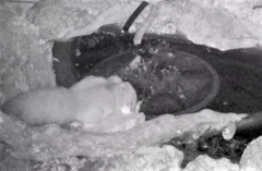 Petaurus norfolcensis