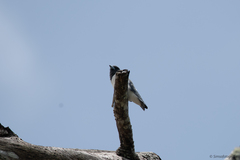 Artamus leucorynchus