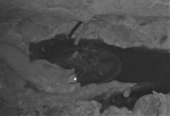 Petaurus norfolcensis