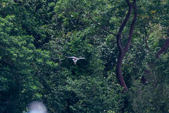 Haliaeetus