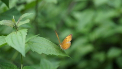 Cirrochroa tyche mithila